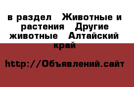  в раздел : Животные и растения » Другие животные . Алтайский край